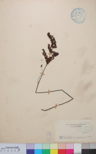 Specimen thumbnail